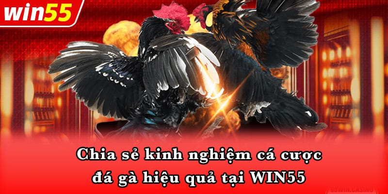 Chia sẻ kinh nghiệm cá cược đá gà hiệu quả tại WIN55